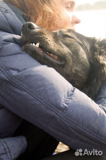 Собаки, спасенные из черного отлова