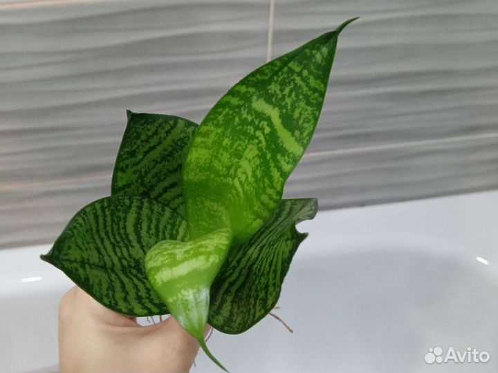 Сансевиерия ханни