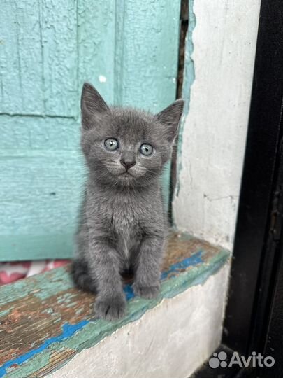 Котята в хорошие руки