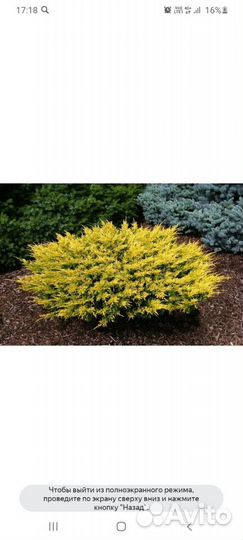 Можжевельник Лаймглоу