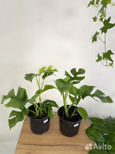 Рафидофора тетрасперма