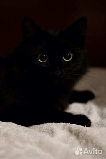 Кошка в дар