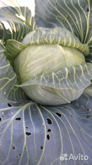 Капуста домашняя белокочанная
