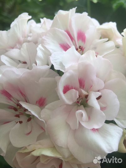 Черенки сортовых коллекционных пеларгоний на срез