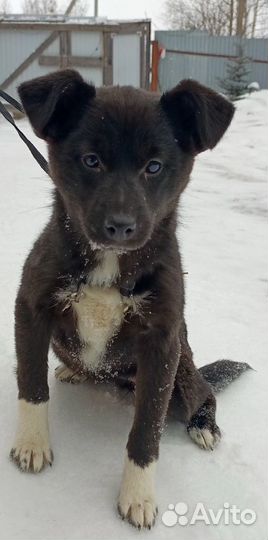 Отдам в ответственые руки