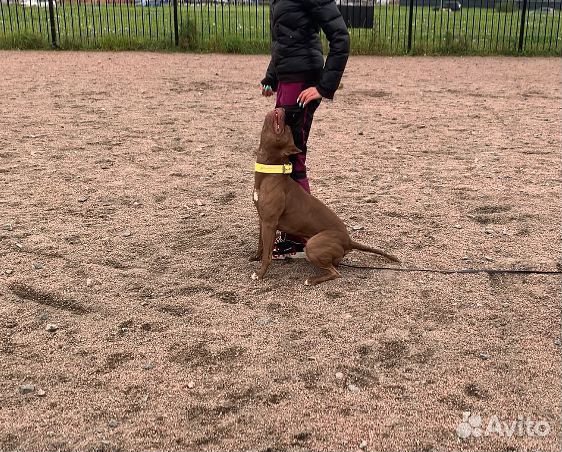 Кинолог. Дрессировка собак