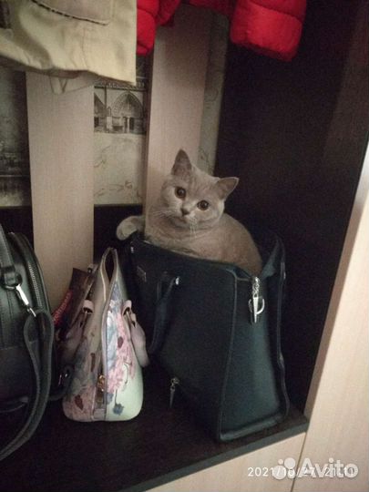 Британские котята