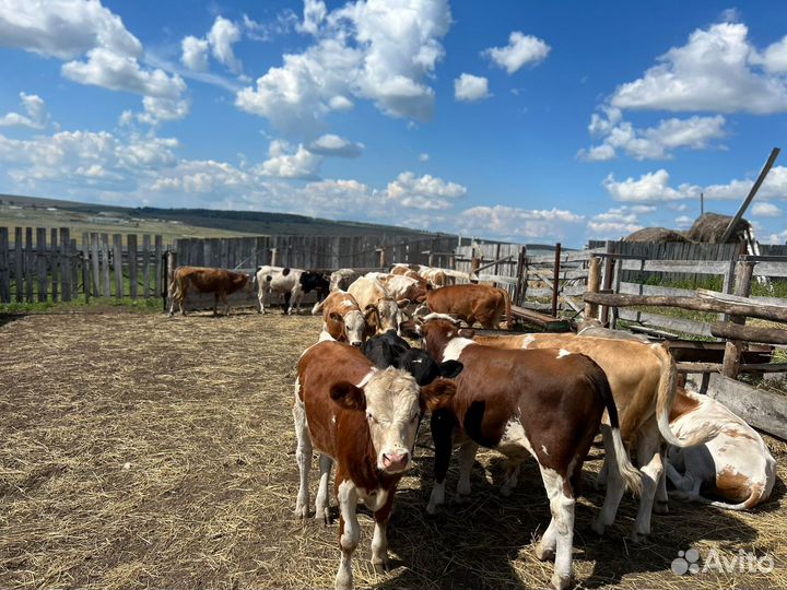 Телята бычки сементалы