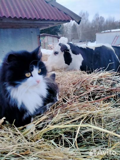 Сено в рулонах