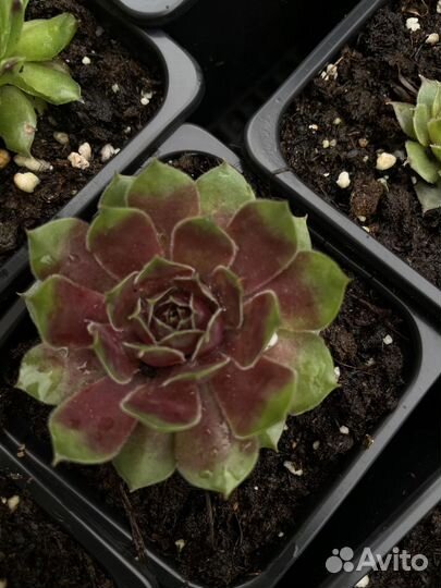 Молодило (Sempervivum)