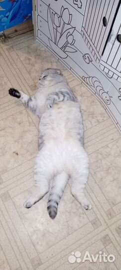 Передержка домашних животных