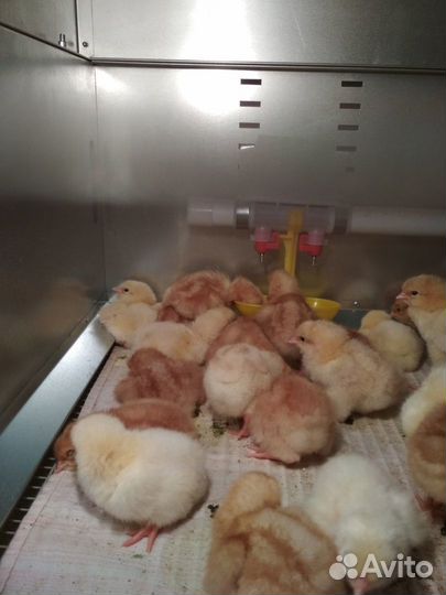Продажа цыплят