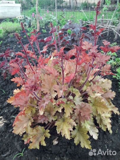 Многолетники,кустарники,растения,цветы