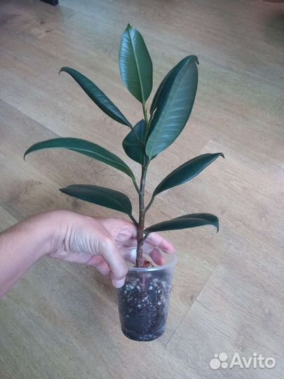 Фикус Каучуконосный