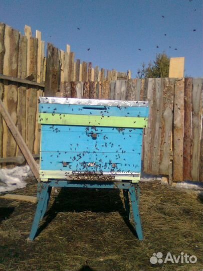 Пчёлы.Семьи