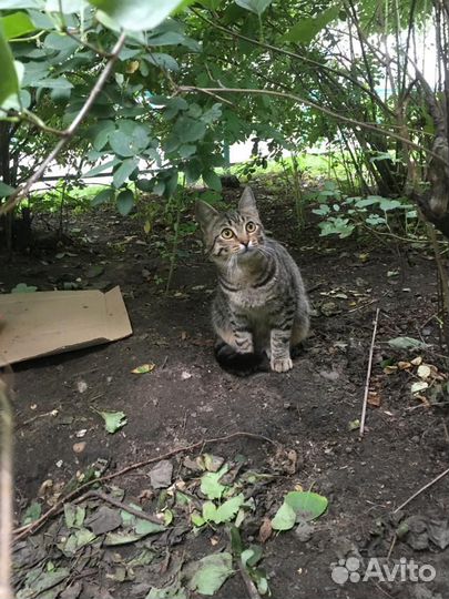 Котик подросток ищет дом