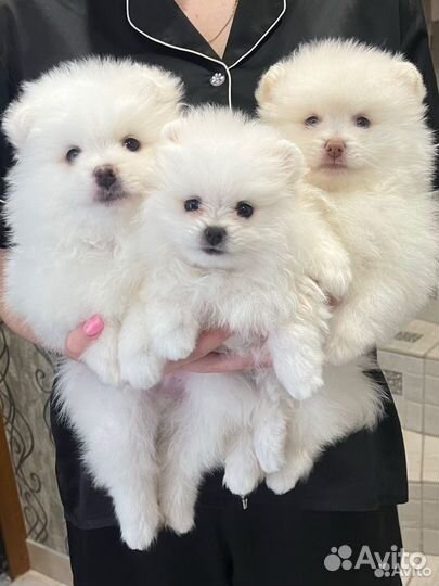 Щенки шпица