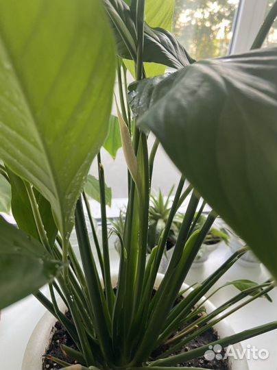 Спатифиллум