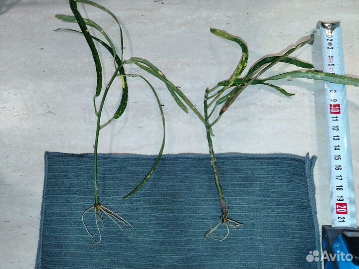 Кротон Золотая пыль