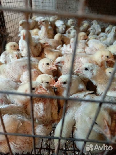 Цыплята бройлеры сут, индюшата биг 6