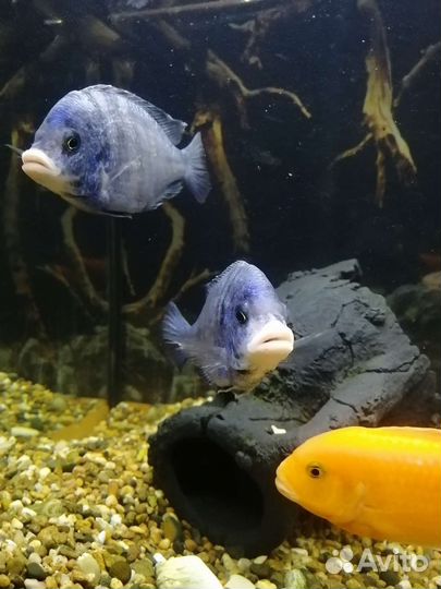 Цихлида. Белогубый мдоку