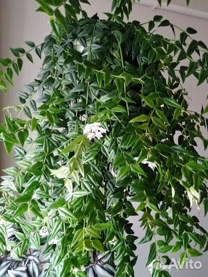 Хойя великолепная