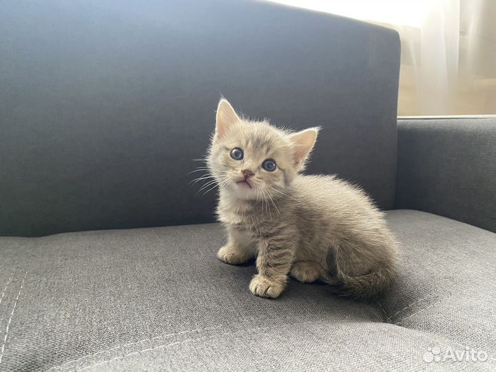 Котята Манчкин