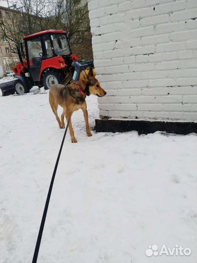 Крутейший пёс ищет дом