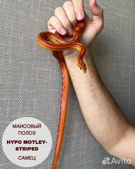Змея: Маисовый полоз