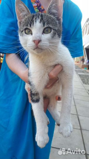Котик в добрые руки