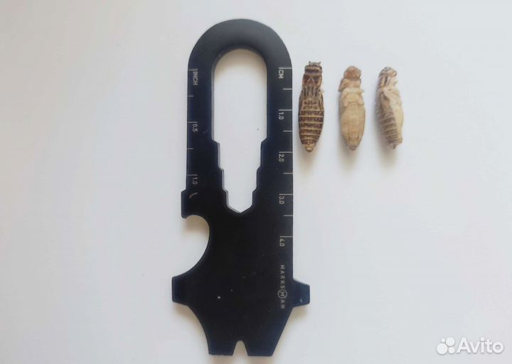 Сверчки домовые (предимаго) Заморозка