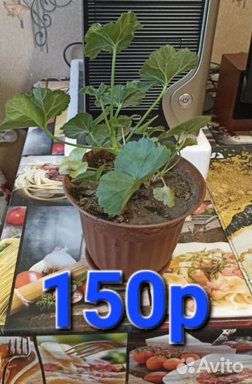 Комнатные цветы шефлера