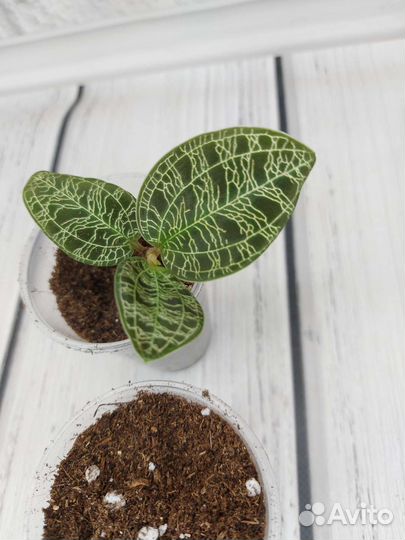 Макодес петола