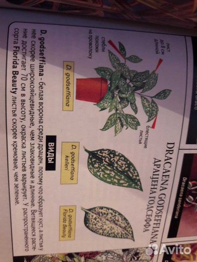 Драцена годзефа (суркулоза)