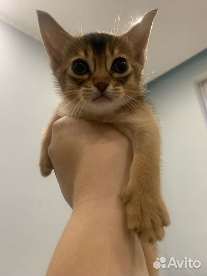 Абиссинские котята
