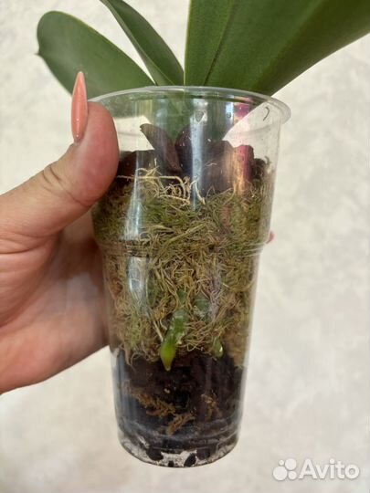 Орхидея бабочка