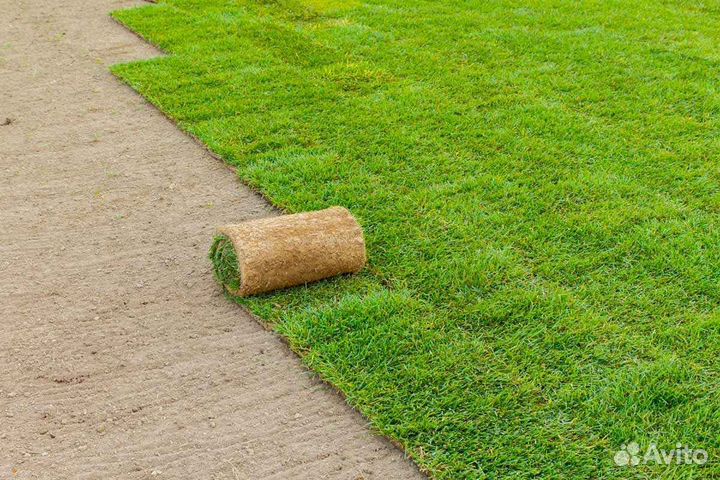 Укладка рулонного газона