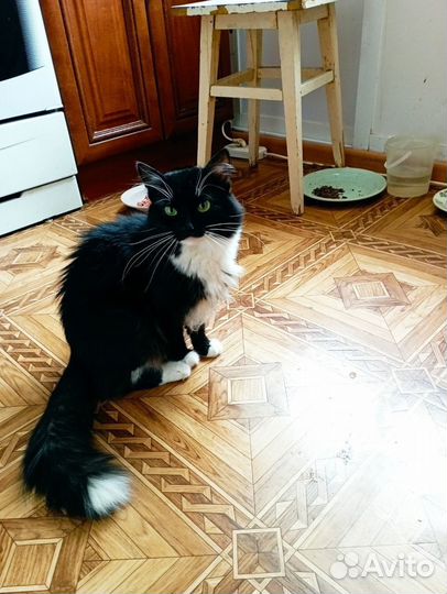 В добрые руки
