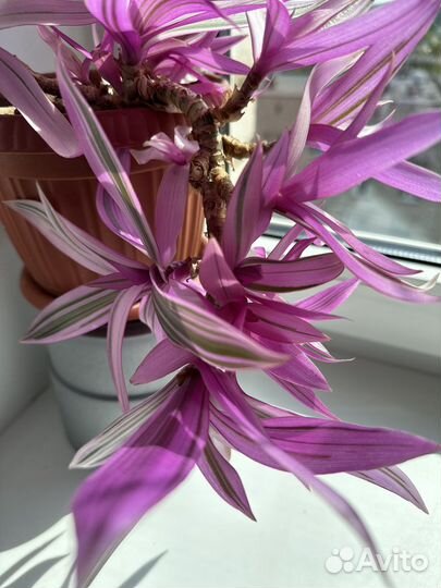 Традесканция фиолетовая