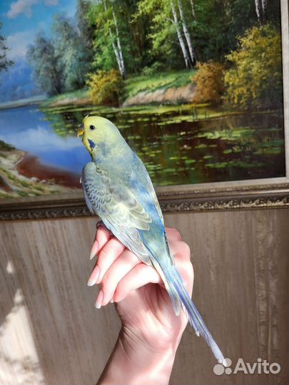 Выставочный волнистый попугай ввп чех самцы