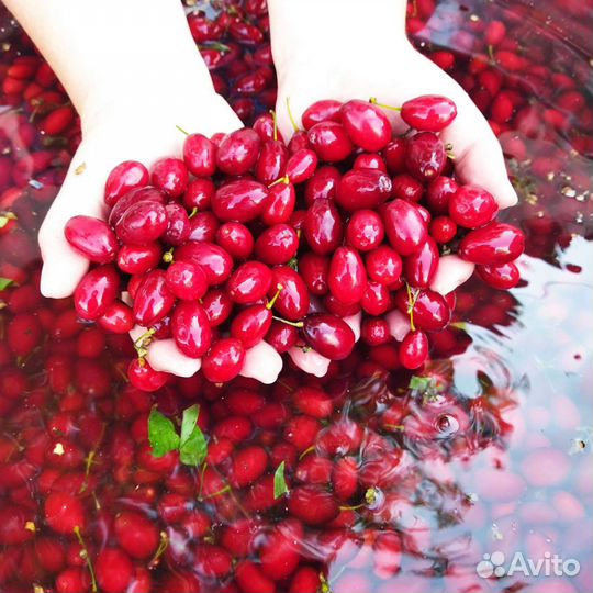 Продаю варенье