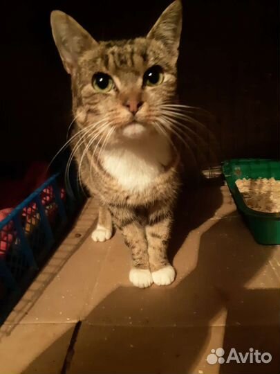 Миниатюрная кошечка в добрые руки