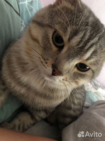 Котик в добрые руки