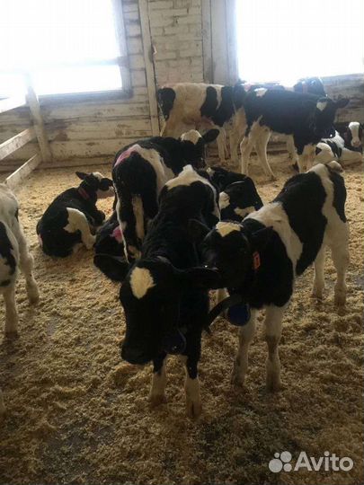 Бычки телята