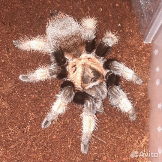 Пауки птицееды