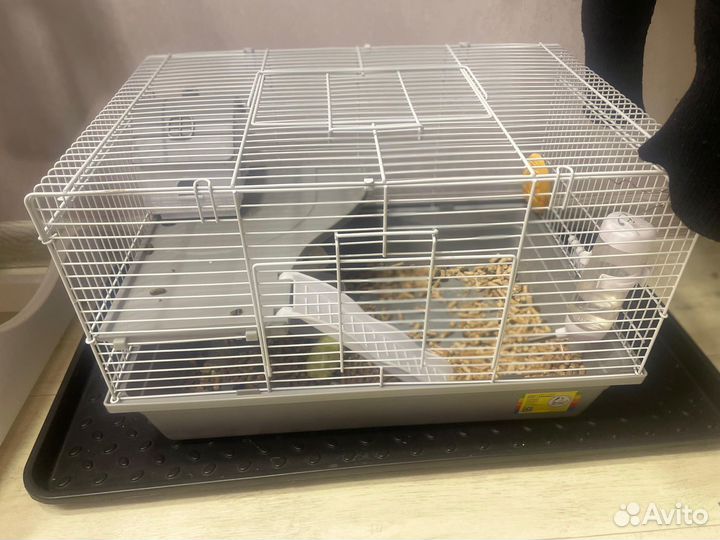 Морская свинка