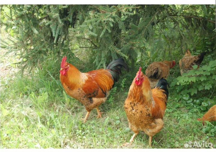 Петухи кученские юбилные