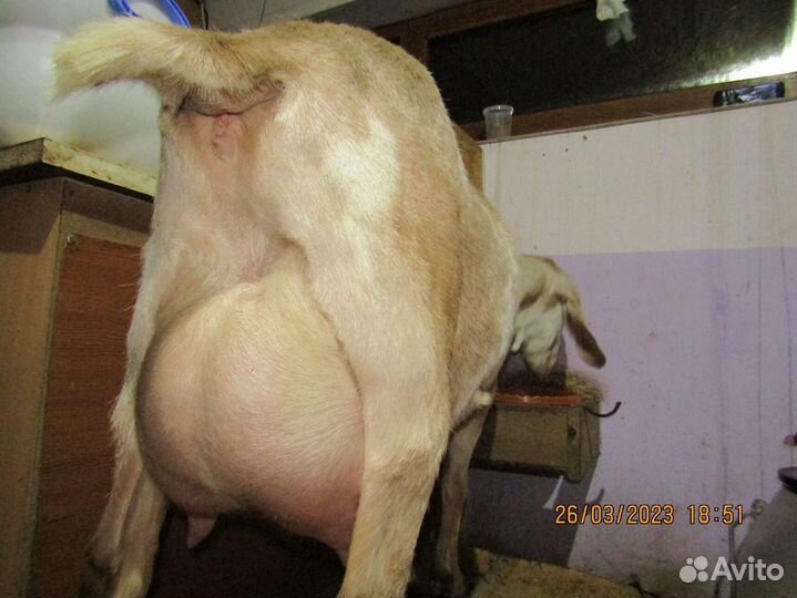 Коза нубийская