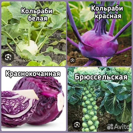 Капуста рассада