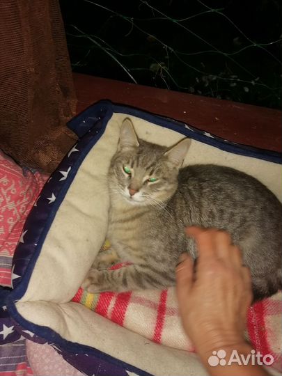 Три очаровательных котенка